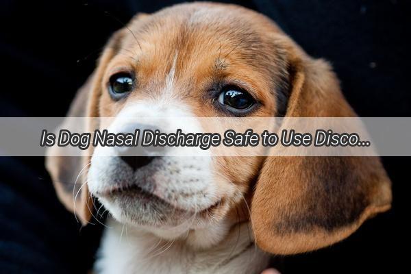 Is Dog Nasal Discharge Safe to Use Discover the Truth Behind This Common Concern